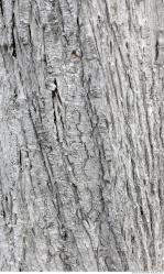 Photo Textures of Tree Bark